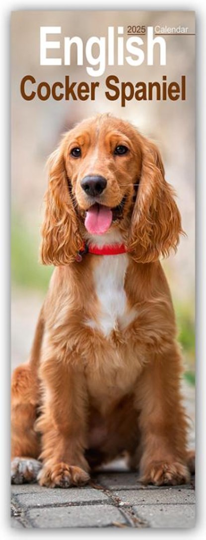 English Cocker Spaniel Slim Calendar 2025, Avonside Publishing Ltd - Paperback - 9781804605042