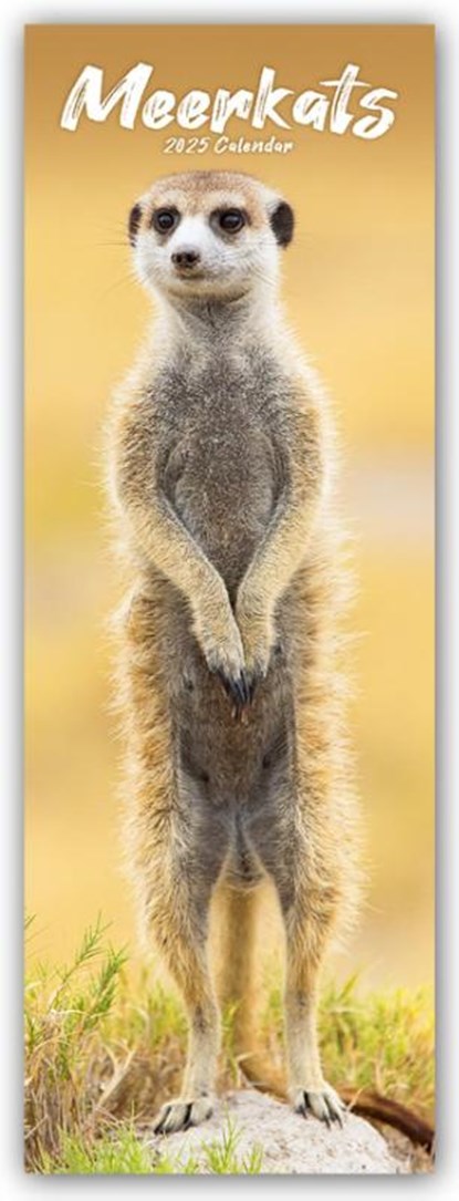 Meerkats Slim Calendar 2025, Avonside Publishing Ltd - Paperback - 9781804605288