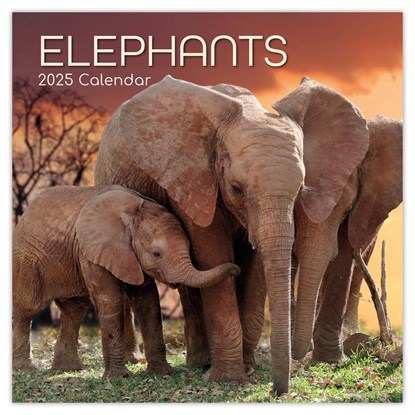 Elephants - Elefanten 2025 - 16-Monatskalender, The Gifted - Paperback - 9781835360361