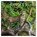 Jungles kalender 2025, niet bekend - Paperback - 9781835360958