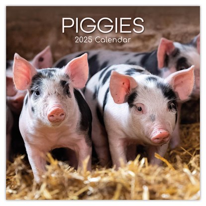 Piggies - Ferkel Schweine 2025 - 16-Monatskalender, Gifted Stationery Co. Ltd - Paperback - 9781835361634