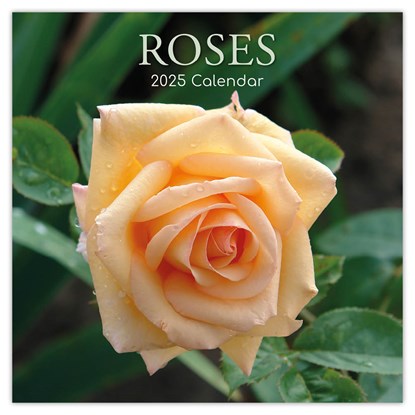 Roses - Rosen 2025 - 16-Monatskalender, Gifted Stationery Co. Ltd - Paperback - 9781835361870