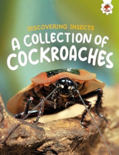 Discovering Insects: A Collection of Cockroaches, Rebecca Storm - Paperback - 9781835694152