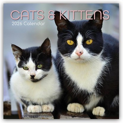 Cats and Kittens - Katzen und Kätzchen 2026 - 16-Monatskalender, Gifted Stationery Co. Ltd - Paperback - 9781836222996