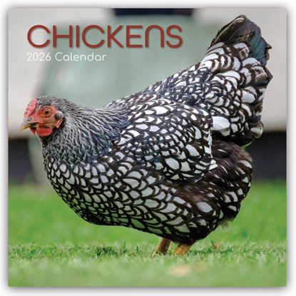 Chickens - Hühner 2026 - 16-Monatskalender, Gifted Stationery Co. Ltd - Paperback - 9781836223375