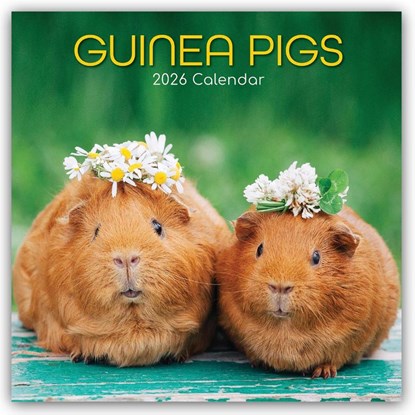 Guinea Pigs - Meerschweinchen 2026 - 16-Monatskalender, Gifted Stationery Co. Ltd - Paperback - 9781836223849