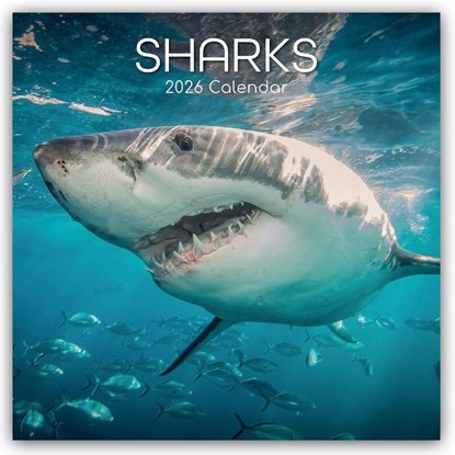Sharks - Haie 2026 - 16-Monatskalender, Gifted Stationery Co. Ltd - Paperback - 9781836223955