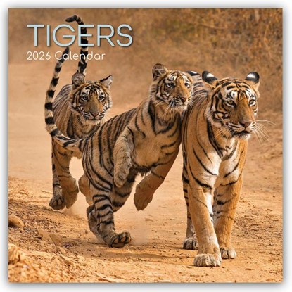 Tigers - Tiger 2026 - 16-Monatskalender, The Gifted - Paperback - 9781836223979