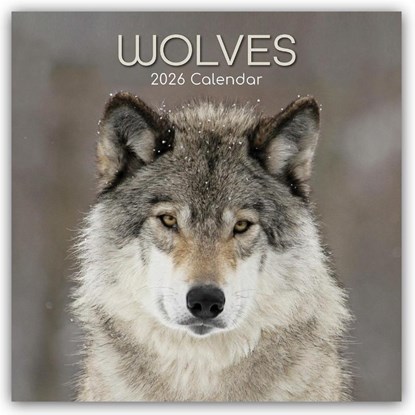 Wolves - Wölfe 2026 - 16-Monatskalender, Gifted Stationery Co. Ltd - Paperback - 9781836223993