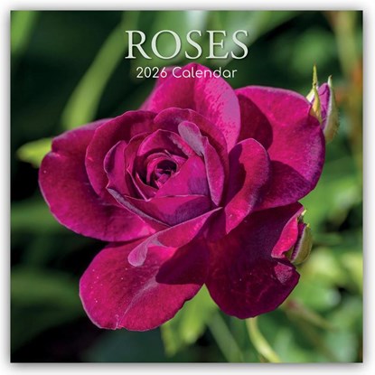 Roses - Rosen 2026 - 16-Monatskalender, Gifted Stationery Co. Ltd - Paperback - 9781836224990