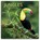Jungles kalender 2026, niet bekend - Paperback - 9781836225829