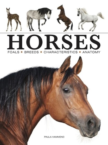 Horses, Paula Hammond - Paperback - 9781838862596