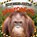 In the Rainforests, Emilie Dufresne - Gebonden - 9781839274626