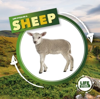 Life Cycle of a Sheep, Kirsty Holmes - Gebonden - 9781839274756