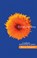 Finding Joy, Marcus (Author) Honeysett - Paperback - 9781844740864