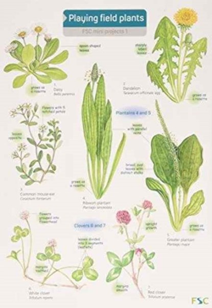 Playing Field Plants, Rebecca Farley - Paperback - 9781851532933