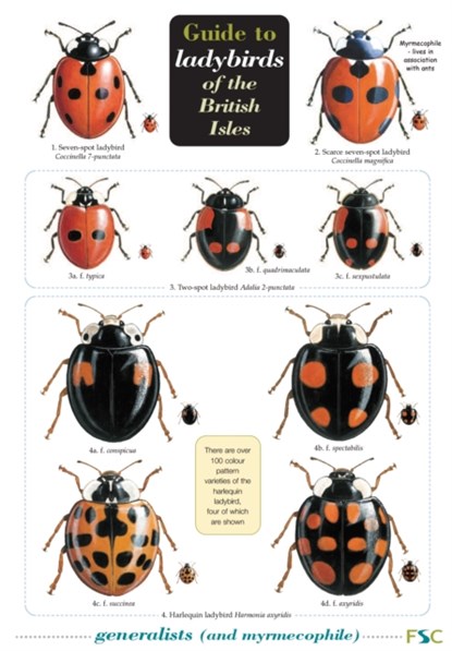 Guide to Ladybirds of the British Isles, Michael Majerus ; Helen Roy ; Peter Brown ; Remy Ware - Gebonden - 9781851532971