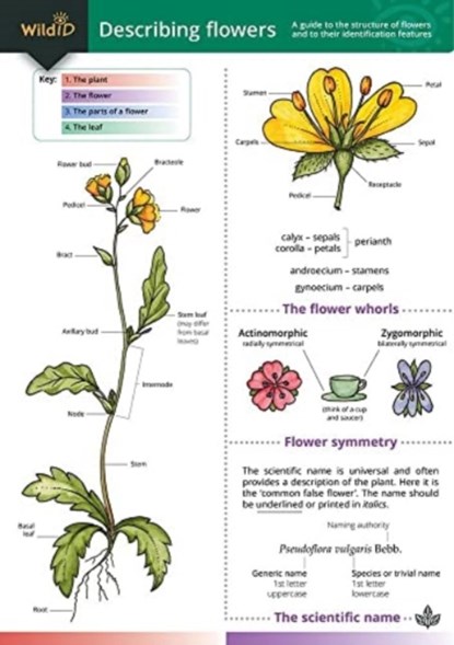 Describing Flowers, Anne Bebbington ; John Bebbington - Paperback - 9781851538423