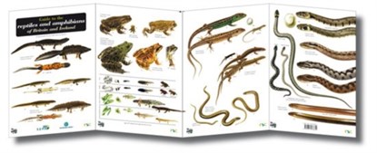 Guide to the Reptiles and Amphibians of Britain and Ireland, Peter Roberts - Gebonden - 9781851538652