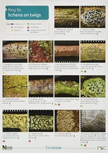 A Key to Lichens on Twigs, Pat Wolseley ; Peter James ; Diccon Alexander - Paperback - 9781851538843