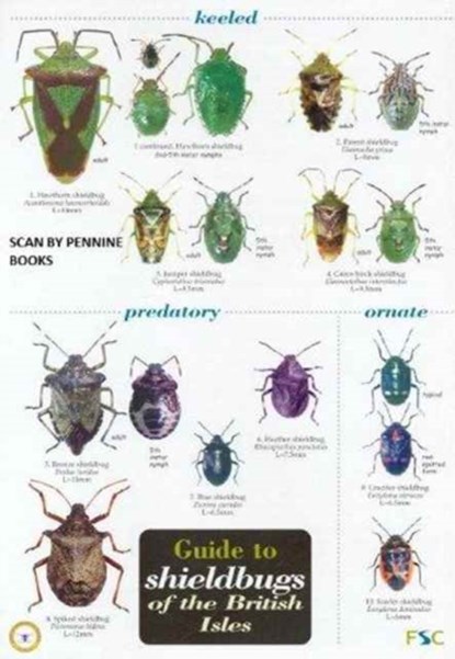 Guide to Shieldbugs of the British Isles, Bernard Nau - Paperback - 9781851538980