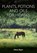Plants, Potions and Oils for Horses, Chris Dyer - Paperback - 9781908809582