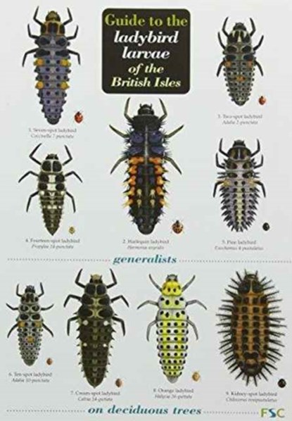Guide to the Ladybird Larvae of the British Isles, Peter Brown ; Helen Roy ; Richard F. Comont ; Remy Poland - Gebonden - 9781908819048