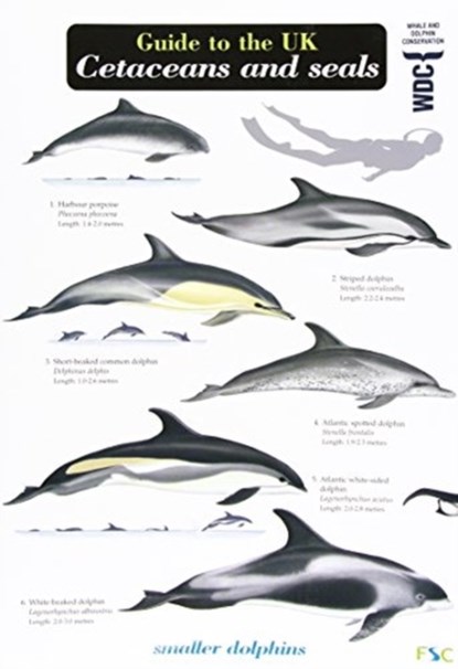 Guide to the UK Cetaceans and Seals, Mark Peter Simmonds - Gebonden - 9781908819079