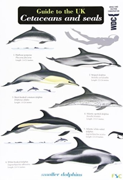 Guide to the UK Cetaceans and Seals, Mark Peter Simmonds - Paperback - 9781908819079