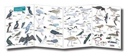 Guide to Summer Coastal Birds, Rebecca Farley-Brown - Paperback - 9781908819147