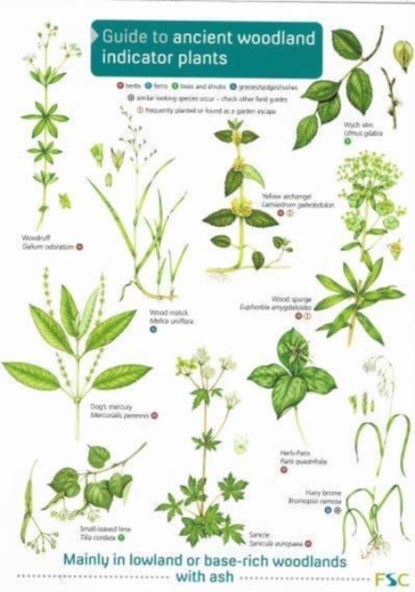 Guide to Ancient Woodland Indicator Plants, niet bekend - Paperback - 9781908819277