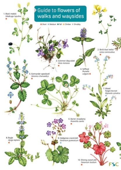 Guide to flowers of walks and waysides, Rebecca Farley-Brown - Gebonden - 9781908819345