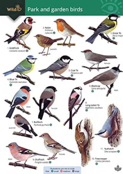 Park and garden birds, Rebecca Farley-Brown - Paperback - 9781908819659