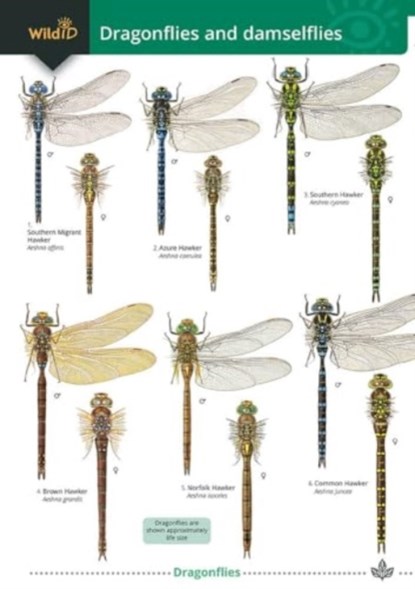 Dragonflies and damselflies, Rebecca Farley-Brown ; Alice Broader - Paperback - 9781908819833