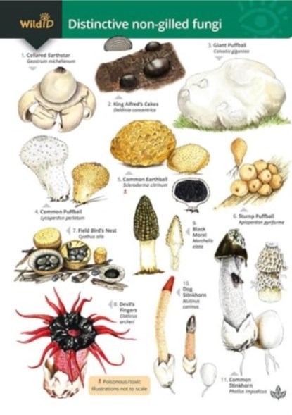 Distinctive non-gilled fungi, Geoffrey Kibby ; Stephen Docker ; Rebecca Farley-Brown - Paperback - 9781908819901