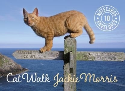 Cat Walk Notecards, Jackie Morris - Losbladig - 9781909823402