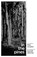 In the Pines, Paul Scraton - Paperback - 9781910312858