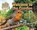 Welcome to the Garden, Ruth Owen - Paperback - 9781910549728