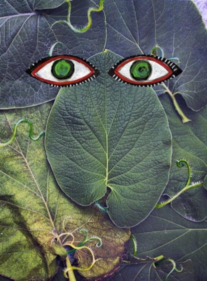 HOJA SANTA, Maya Art - Gebonden - 9781911306948