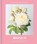 Roses, Jane Eastoe - Gebonden - 9781911641001