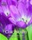 Colchicum: The Complete Guide, Christopher Grey-Wilson ; Rod Leeds ; Robert Rolfe - Gebonden - 9781911666080
