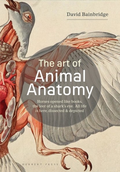The Art of Animal Anatomy, David Bainbridge - Paperback - 9781912217359