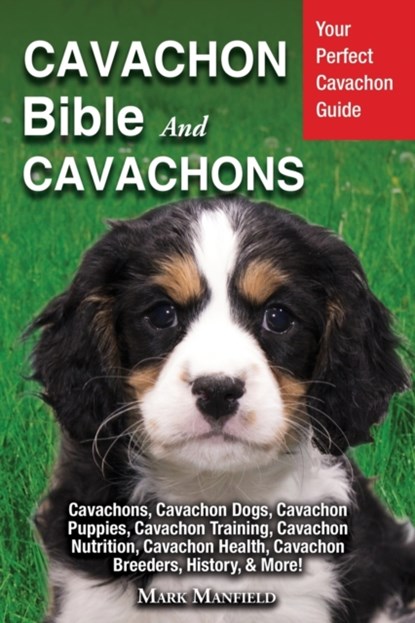 Cavachon Bible And Cavachons, Mark Manfield - Paperback - 9781913154158