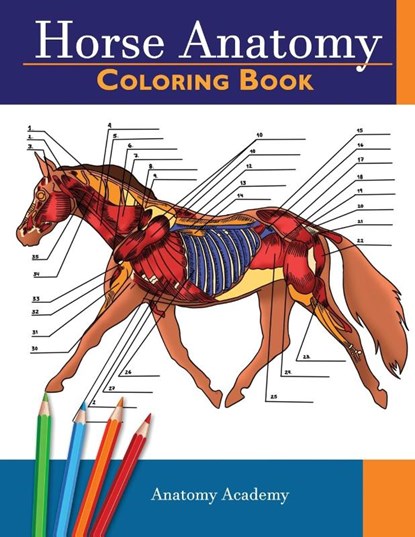 Horse Anatomy, Anatomy Academy - Paperback - 9781914207068