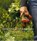 Jane's delicious garden, GRIFFITHS,  Jane - Gebonden - 9781920289003