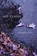 The Leaves, Jacqueline  Rule - Paperback - 9781922964021