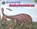 Armoured Ankylosaurus, Tortoise Dreaming - Paperback - 9781925234602