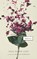 Aidt, N: Baboon, Naja Marie Aidt - Paperback - 9781931883382