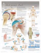 How Joints Work Laminated Poster | Scientific Publishing | 