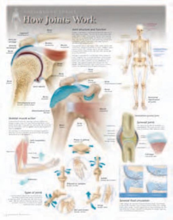 How Joints Work Laminated Poster